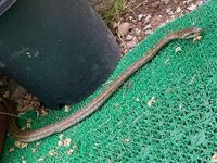 庭にヘビがいました。 なんていう種類ですか？