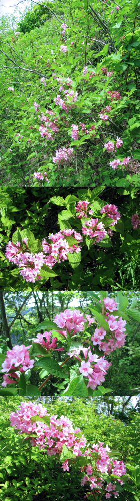 ５月の低山にあった植物です。 ピンクのラッパ型の小さい花ですが、まとまっているので見栄えがします。 何という名前の植物でしょうか？