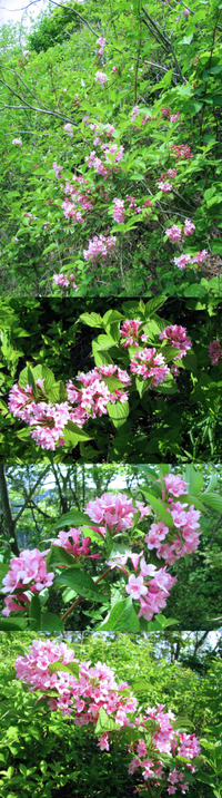 ５月の低山にあった植物です ピンクのラッパ型の小さい花ですが ま Yahoo 知恵袋