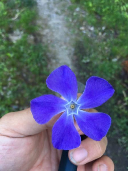 これ、なんという花でしょう 山の西側、ジメジメした日向に咲いていて、綺麗だから庭に植えようかなと思ったら花がすぐ取れてしまいました。 そしてどの草についていたか見失い…