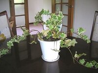 観葉植物のアイビー ヘデラ が枯れました どうすればよいので Yahoo 知恵袋