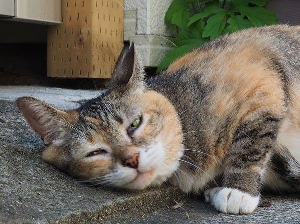 犬のペットホテルについてですが人慣れしていなくて 家族以外に Yahoo 知恵袋