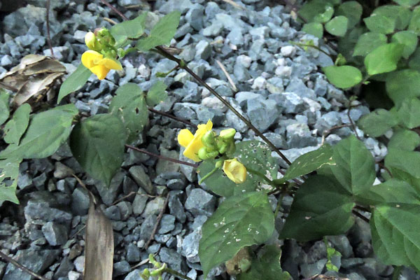昨年９月、北九州市の郊外の里山の麓で見たマメ科（だと思います）の花です。 何という名前でしょうか？教えてください