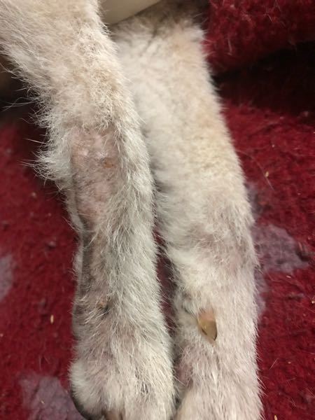 柴犬、16才、メスの右足の毛が抜けて、地肌が黒ずんでるんですが、どんな症状かわかる人いますか？ 2週間前ぐらいからで、他の足にも出始めました。 皮膚病でしょうか？ 同じ症状になった飼い主からのコメントもお待ちしています。
