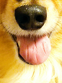 生後4ヶ月の小型犬の愛犬の舌が全体的に白いです 元からかな と思うくら Yahoo 知恵袋