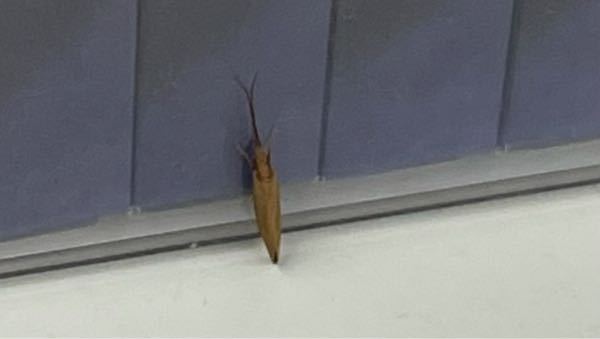 この虫は何という名前でしょうか？