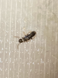 我が家に羽アリが大量発生中です。
写真に撮って拡大したところ、シロアリではなさそうですが、種類が分かりません。
ご存じの方、教えてください。 