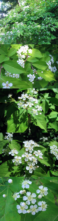 ５月の低山にあった植物です 白い小さな ５枚の花弁の花を沢山つけています Yahoo 知恵袋