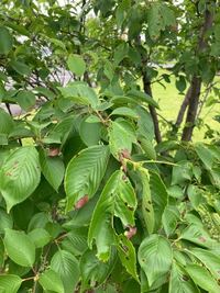 桜の木ですが葉っぱが落ち 茶色の斑点が 虫に食われてるんでしょう Yahoo 知恵袋