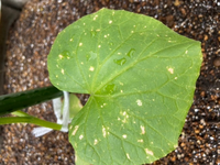 きゅうりの苗を植えて4日たちますが このように白くなってきました 何の病気 Yahoo 知恵袋