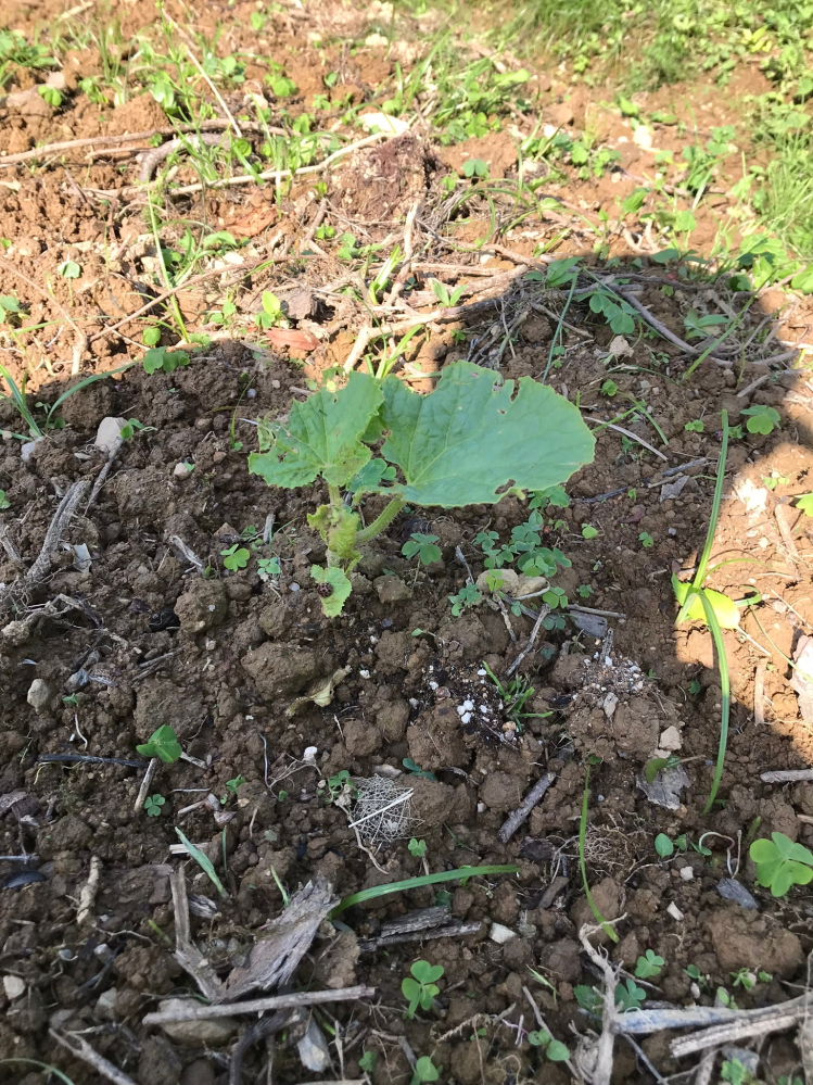 ブルーベリーの植え替えの時季と方法 庭に去年ブルーベリーの苗を Yahoo 知恵袋