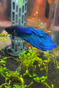 ベタを飼い始めて一週間経つのですがここ2日ほどベタのフンが見当たらない気が Yahoo 知恵袋