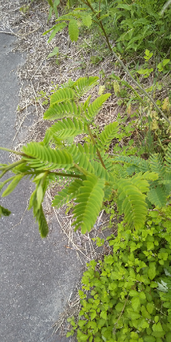 この植物の名前を教えて下さい