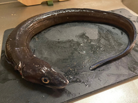 これは クロアナゴと呼ばれるやつですかね その場合蒲焼だと骨が気になります Yahoo 知恵袋