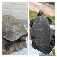 この亀はウンキュウですか クサガメですか 甲羅がクサガメよ Yahoo 知恵袋