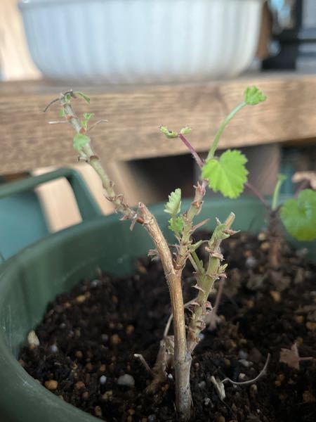 ローズゼラニウムです。小さい苗で買ってきたのですが、いきなり日光に当ててしまいそれからなかなか成長しません。 土もなかなか乾燥せず、1ヶ月ほどこのように弱々しいままです。2週間ほど前にやや土が乾燥した時にメネデール液を薄めてかけましたが、あまり葉の成長は変わりません。 かといって、枯れるわけでもないし、むしろ節から新芽も出ているようです。 この場合、どうすれば元気に成長しますか？ それともこのまま何も手をかけず放っておけばよろしいのでしょうか？ どなたかお詳しい方、是非アドバイスをお願いします。