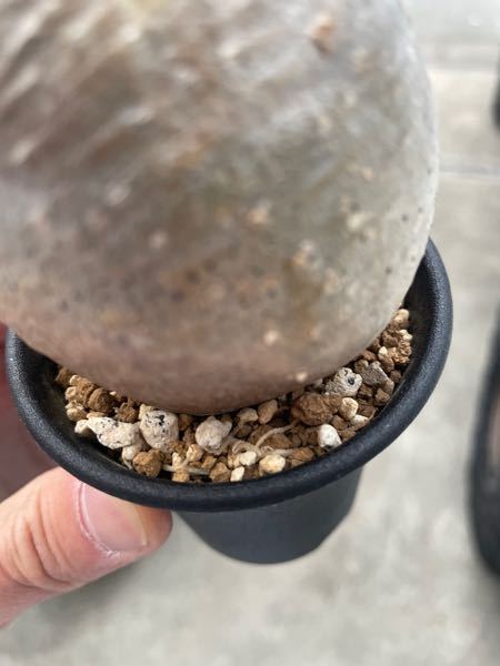 グラキリスの鉢から少し根が出てます… - 大丈夫なのでしょうか？植え