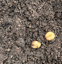 紫陽花が枯れたので掘り起こして見たら 写真の幼虫が大量にいて 根 Yahoo 知恵袋