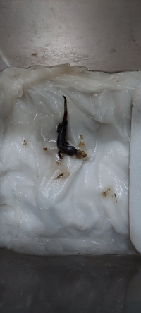 冬になったらアカハライモリが餌を食べないのですが これはどう Yahoo 知恵袋