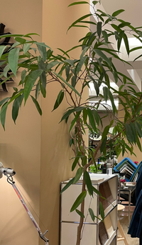 インテリアショップで見つけたこちらの植物の名前を知りたいです 細 Yahoo 知恵袋