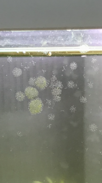 ビオトープの水槽に突然 出現しました メダカ1匹とミナミヌマエビ Yahoo 知恵袋