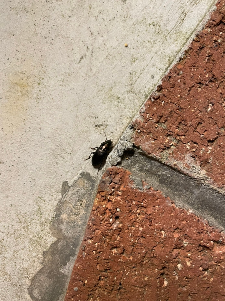 虫の知識が乏しいので教えて下さい。 家の壁に着いていた、この虫は何という虫でしょうか？ 少なくとも、ゴキブリ出ないことを確認したいです。