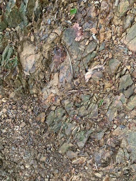 山の道にある岩石について 高尾山を歩いてきたのですが、道中に写真のような岩石を何度も見かけました。 少し伝わりにくいかもしれませんが、斜めにゴツゴツとせり出していて、なんとなくキクラゲみたいな(？)見た目をしていました。 このような形状はどのようにして形成されるのでしょうか？ 有識者の方いましたら教えていただけるとありがたいです。