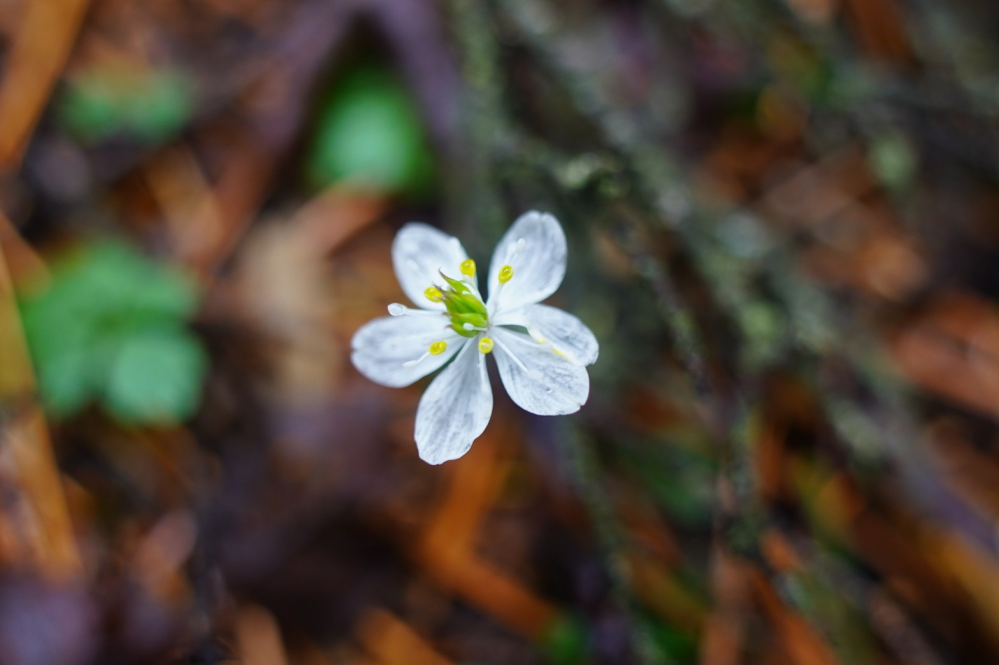 この花の名前を教えてください 葉も見えてます バイカオウレン Yahoo 知恵袋