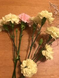 カーネーションの挿し木は出来ますか 勿論 出来ます カーネーショ Yahoo 知恵袋