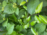 教えて下さい この赤紫色の茎の植物は何でしょうか紫陽花にも負けず Yahoo 知恵袋