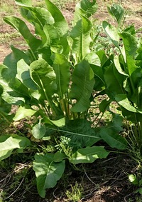 この植物の名前を教えてください 畑にギシギシに似た葉っぱの植物が育てられて Yahoo 知恵袋