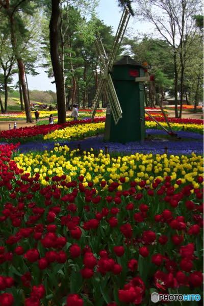 この写真の、綺麗な花畑と小さな緑の風車がある公園の名前を教えていただきたいです！ 恐らくですが関東の公園です！