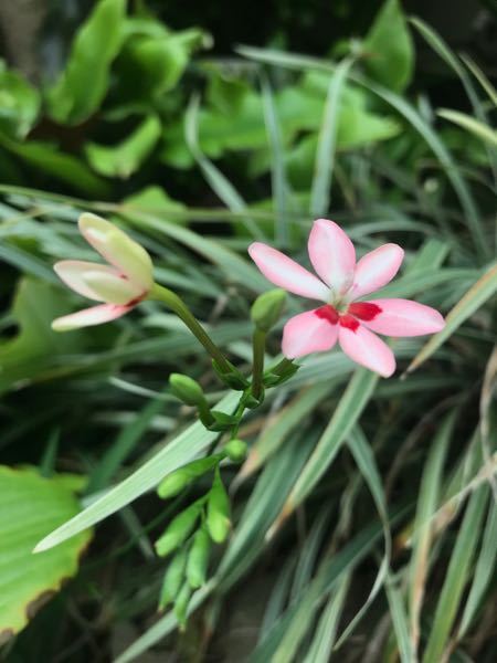 この花は何ですか ヒメヒオウギことラペイルージアです Ht Yahoo 知恵袋