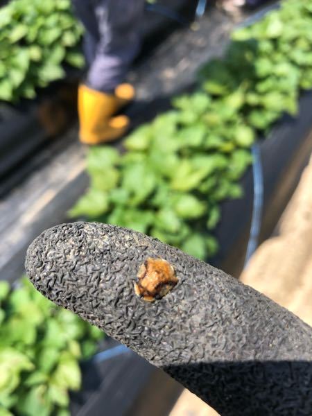 芋の葉にくっついていました。 カメムシの仲間かと思ったのですが、この虫は何でしょうか？