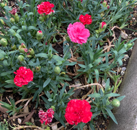 地植えのカーネーションを越冬させるには ５月に鉢植を購入してしばらく楽 Yahoo 知恵袋