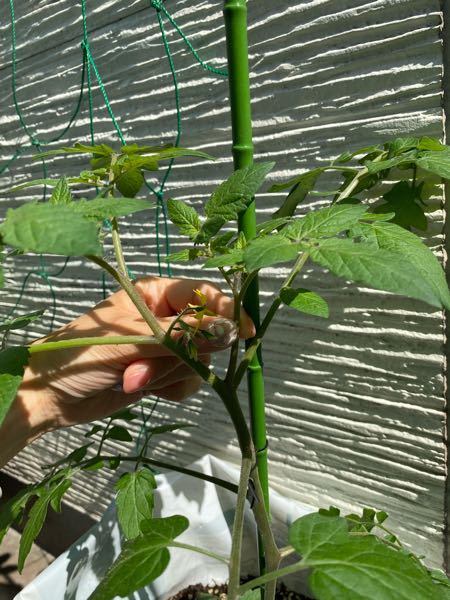 ミニトマトをプランターで育てています。 わき芽かきを下から順番にしていたのですが、上の方のわき芽がどれなのかわかりません。 画像の指で持っているのは、わき芽でしょうか？