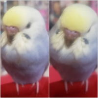 生まれてから１ヶ月8日目のセキセイインコのパステルカラーレインボ Yahoo 知恵袋