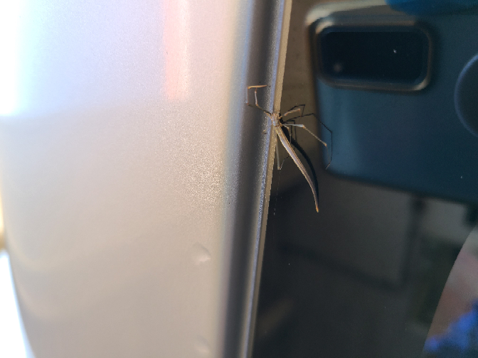 この虫はなんですか？ 糸のようなものを出すので蜘蛛ですか？