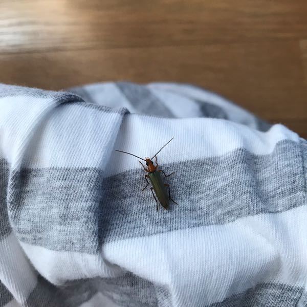 これは何という虫ですか？