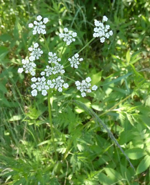 昨日、北九州市の南の里山の麓で見た白い花です。名前を教えてください。２つあります。２つ目です。
