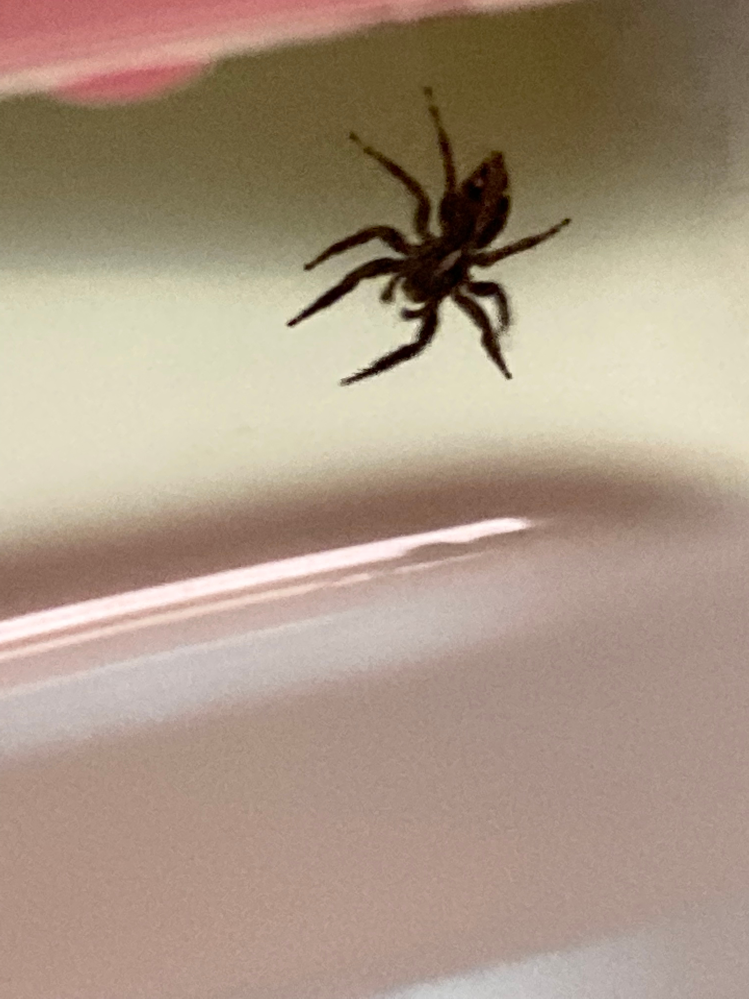 これはなんという名前の蜘蛛ですか 飼えますか 餌はなんですか家に Yahoo 知恵袋