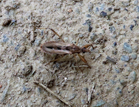 孫が庭で見つけた昆虫です。 カメムシの仲間だと思います。この虫の名前教えてください。 最近庭ではカメムシの仲間をよく見かけます。昨日は、シマサシガメがいました。 