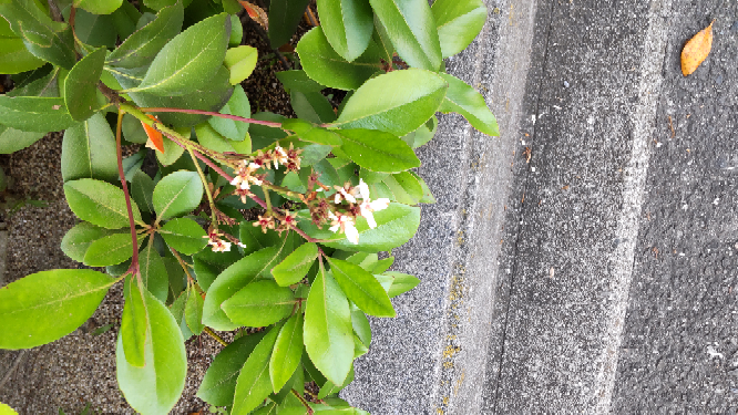 この植物の名前は何ですか？ 大阪府堺市で5月19日(木)に撮影しました。 どなたかよろしくお願いします。 ちょっと花が終わりそうでわかりにくいですが。