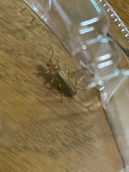 この虫は何ですか？ 自宅にいました。