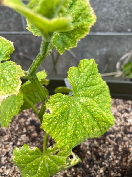 きゅうりの苗の色がおかしいです。家庭菜園1年目です。ゴールデンウィーク頃に植えたきゅうりの色が変です。これは病気でしょうか？どのようにケアすればよいのかどなたか教えてください！
