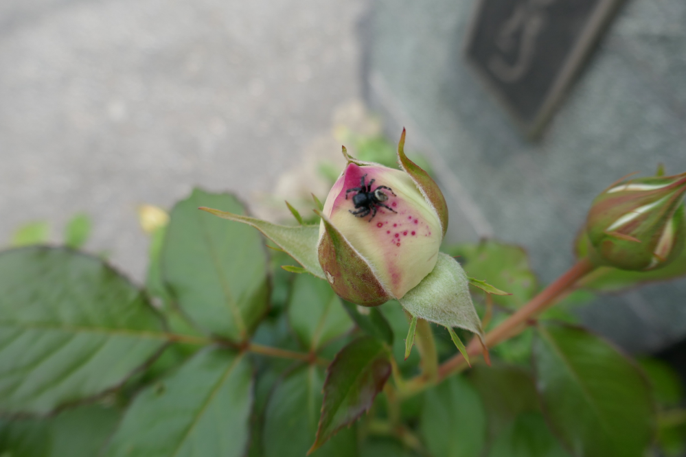 バラに黒い虫 御覧のように蜘蛛にた虫がつぼみを食べてますこの虫は Yahoo 知恵袋