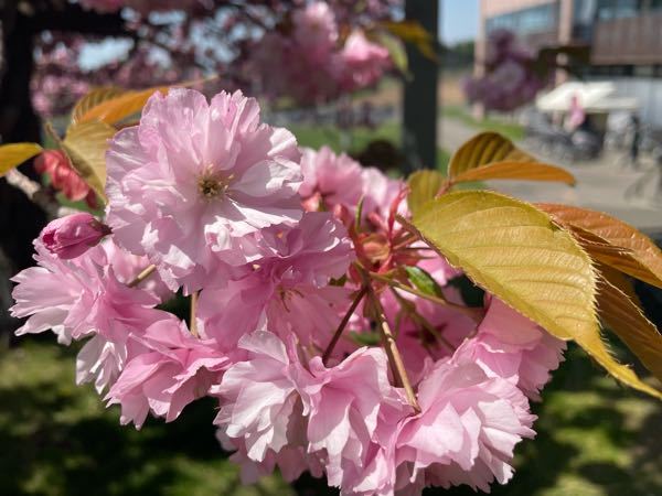 これは何の花ですか 八重桜の一種です Http Tim Yahoo 知恵袋