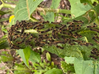 イタドリの植物には いつ頃虫が入りますか イタドリを 刈ってきては駄目 Yahoo 知恵袋