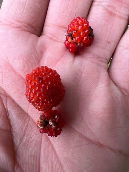 公園に生えてました このいちごみたいなのはなんですか 食べら Yahoo 知恵袋