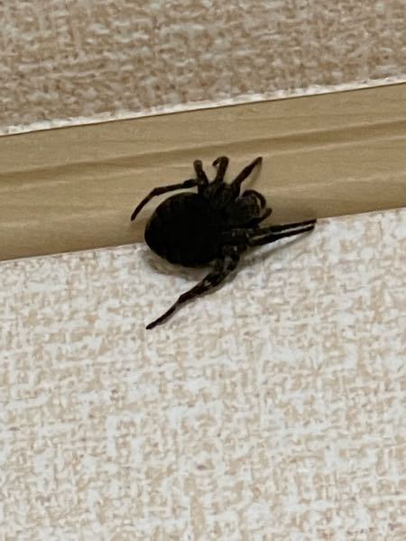 至急！！ この蜘蛛なんですか？ どうすれば良いですか？ 大きさは5センチくらいです…